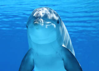 dolphin