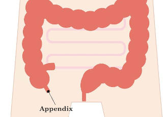 appendix