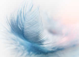 feather