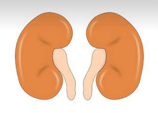 kidney