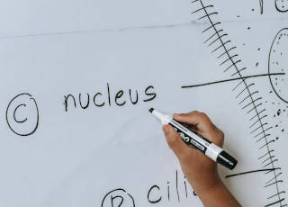 nucleus