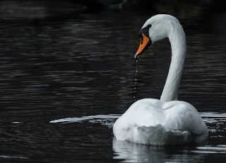 swan