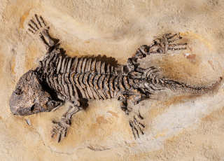 fossil