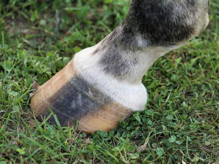 hoof