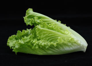 lettuce