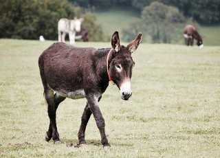 donkey