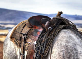 saddle