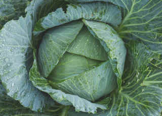 cabbage