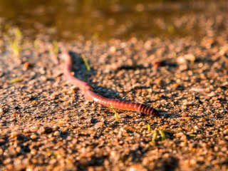 earthworm