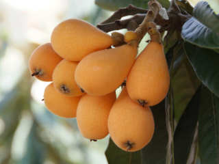 loquat