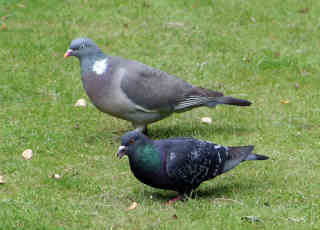 pigeon